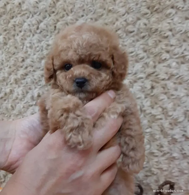 ID：2104-02622の子犬