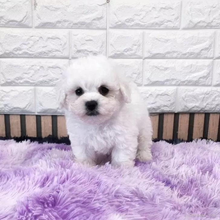 ID：2409-02950の子犬