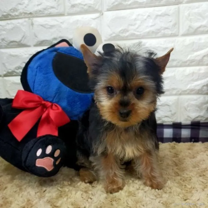 ID:2303-04179の子犬