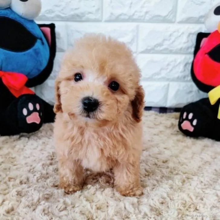 ID：2306-00925の子犬