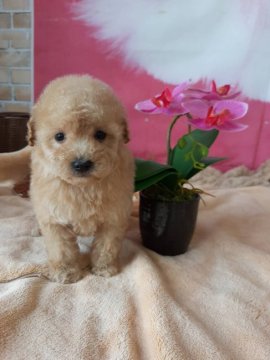 トイプードル(タイニー)【大阪府・女の子・2022年2月8日・アプリコット】の写真「可愛いアプリコット女の子。」