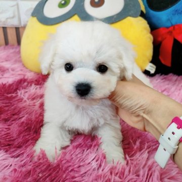 ビションフリーゼ【大阪府・女の子・2024年7月5日・ホワイト】の写真「お目々パッチリの可愛い女の子」