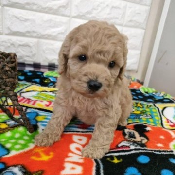トイプードル(トイ)【大阪府・男の子・2023年4月2日・ベージュ】の写真「希少ベージュカラー。」