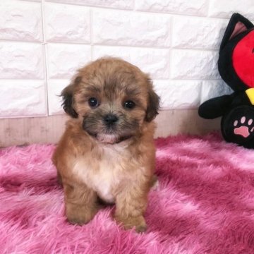 ミックス(ビションフリーゼ×シーズー)【大阪府・男の子・2024年5月5日・ゴールド】の写真「訳アリ期間限定6月30日迄掲載」