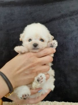 トイプードル(タイニー)【大阪府・男の子・2021年4月1日・クリーム】の写真「可愛いクリームの男の子」