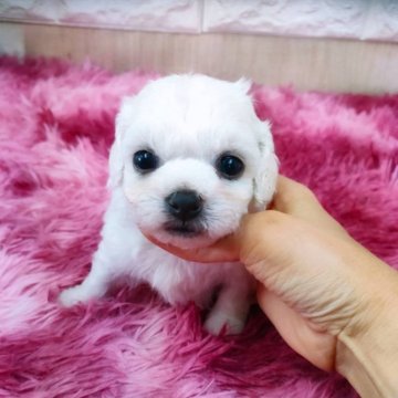 ビションフリーゼ【大阪府・男の子・2024年6月25日・ホワイト】の写真「ミニビション　父親外産犬」