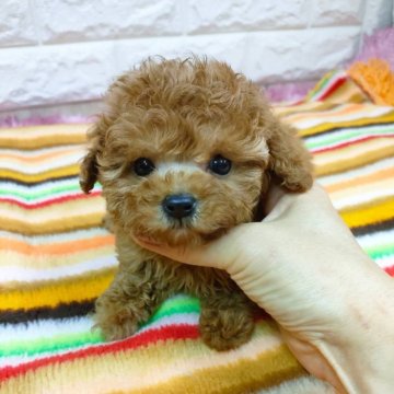 トイプードル(ティーカップ)【大阪府・女の子・2023年12月8日・レッド】の写真「訳あり特別価格。」