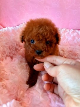 トイプードル(ティーカップ)【大阪府・女の子・2022年3月20日・レッド】の写真「ティーカップの可愛い女の子。」