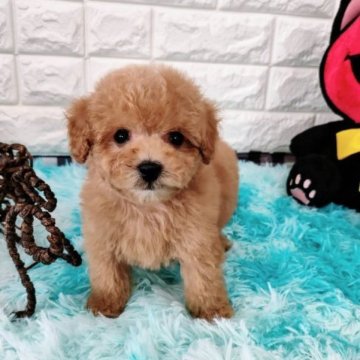 トイプードル(タイニー)【大阪府・男の子・2023年4月12日・レッド】の写真「タイニーの可愛い男の子。」