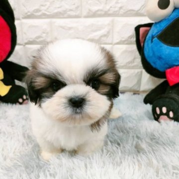 シーズー【大阪府・男の子・2023年9月18日・ホワイトアンドゴールド】の写真「とても可愛い男の子。」