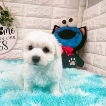 ビションフリーゼ【大阪府・男の子・2023年12月20日・ホワイト】の写真「父親外産犬」
