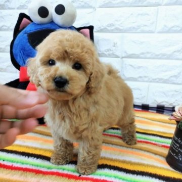 トイプードル(タイニー)【大阪府・男の子・2023年1月12日・アプリコット】の写真「アプリの可愛い男の子。」