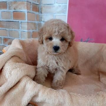 トイプードル(トイ)【大阪府・男の子・2022年6月22日・アプリコット】の写真「アプリの可愛い男の子。」