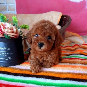 トイプードル(タイニー)【大阪府・女の子・2022年4月24日・レッド】の写真「可愛いタイニー女の子」