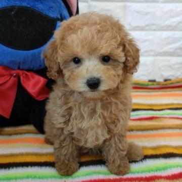 トイプードル(タイニー)【大阪府・女の子・2022年7月25日・アプリコット】の写真「タイニーの可愛い女の子。」