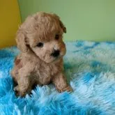 タイニープードル【大阪府・男の子・2023年8月25日・アプリコット】の写真5