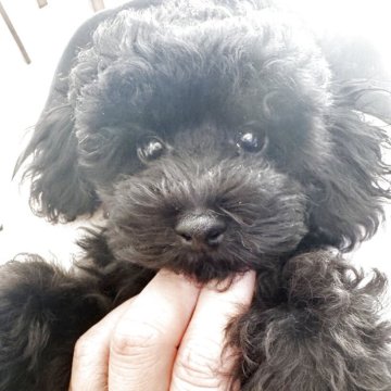 トイプードル(タイニー)【宮崎県・男の子・2025年8月2日・ブラック】の写真「1人ケージできるブラックの可愛い男の子です♡」