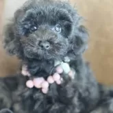 タイニープードル