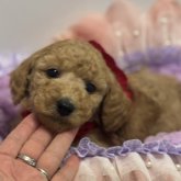 スタンダードプードル