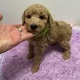 スタンダードプードル【宮崎県・女の子・2025年11月5日・アプリコット(オレンジフォーン)】の写真7