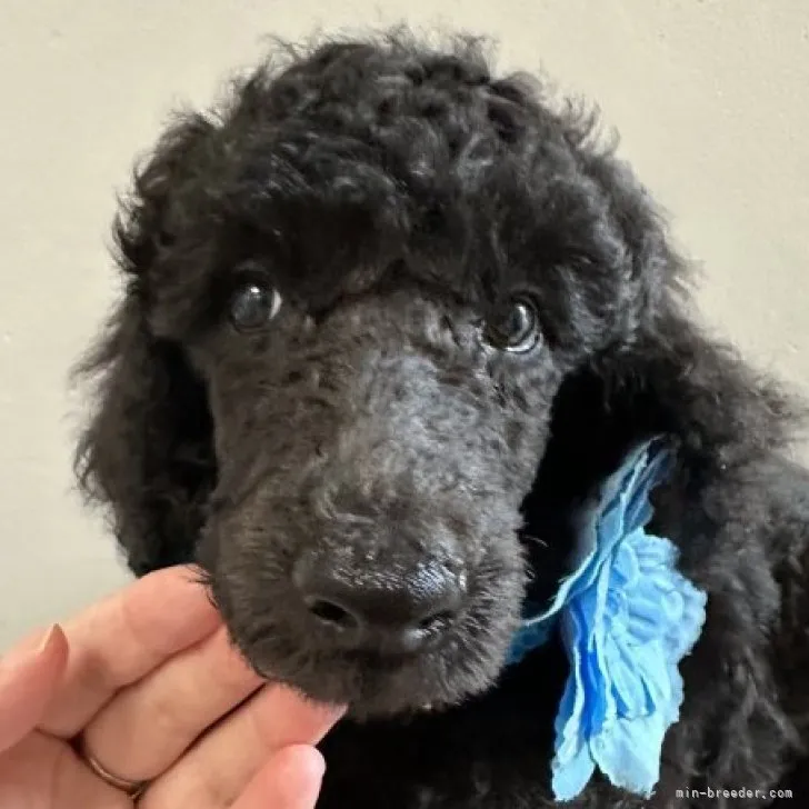 ID：2308-03475の子犬