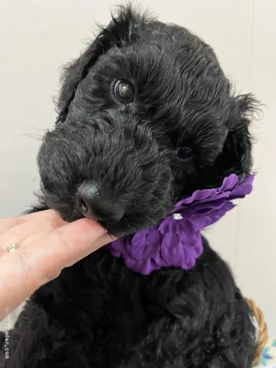 ID：2204-02056の子犬