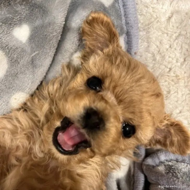 ID：2301-02894の子犬