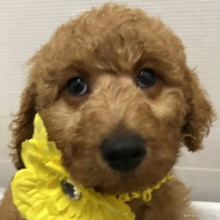 ID：2302-04012の子犬