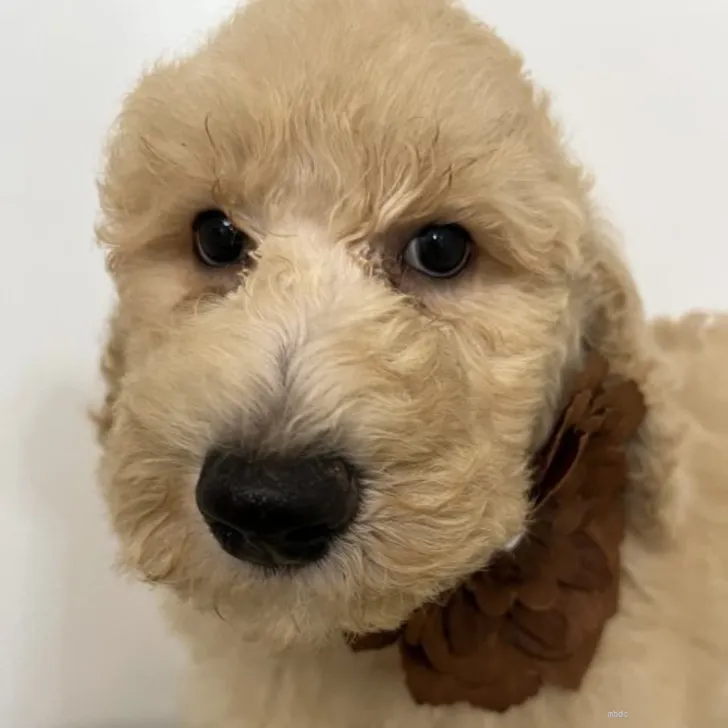 ID:2204-02039の子犬
