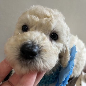 スタンダードプードル【宮崎県・男の子・2023年7月22日・ホワイト】の写真「ホワイトの男の子です♡」