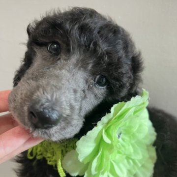 スタンダードプードル【宮崎県・男の子・2023年7月22日・シルバー】の写真「シルバーの男の子です♡」