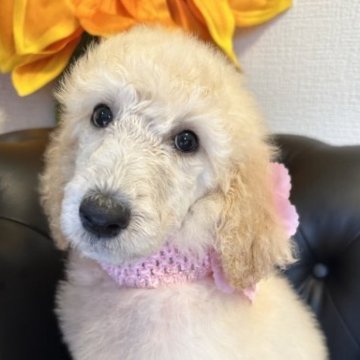 スタンダードプードル【宮崎県・女の子・2023年7月22日・ホワイト】の写真「顔バリ美人のホワイトの女の子です♡」