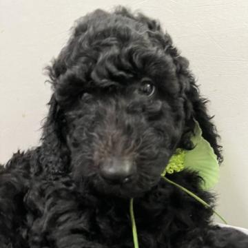 スタンダードプードル【宮崎県・男の子・2022年10月4日・ブラック】の写真「１番大きな甘えん坊くん♫」