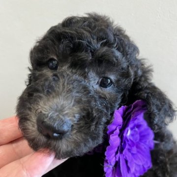 スタンダードプードル【宮崎県・女の子・2023年7月22日・シルバー予想】の写真「シルバーの女の子です♡」