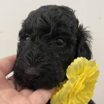 スタンダードプードル【宮崎県・女の子・2022年10月4日・ブラック】の写真「元気なかわい子ちゃん♫」