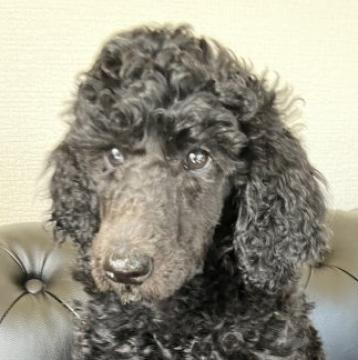 スタンダードプードル【宮崎県・女の子・2022年10月4日・ブラック】の写真「元気なかわい子ちゃん♫」