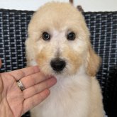 スタンダードプードル