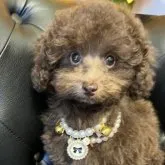 ティーカッププードル【宮崎県・男の子・2023年1月10日・ブラウン】の写真1「4/12 女の子みたいにかわいいです♡」