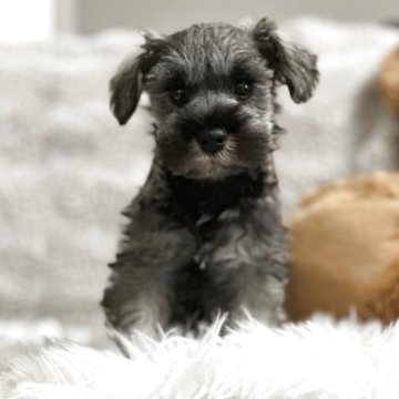 ミニチュアシュナウザー【北海道・男の子・2025年9月17日・ソルトアンドペッパー】の写真「たぬき顔のシュナが好きな方必見！」