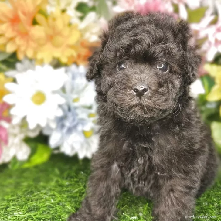 ティーカッププードル【埼玉県・女の子・2025年9月27日・ブラック】の写真1