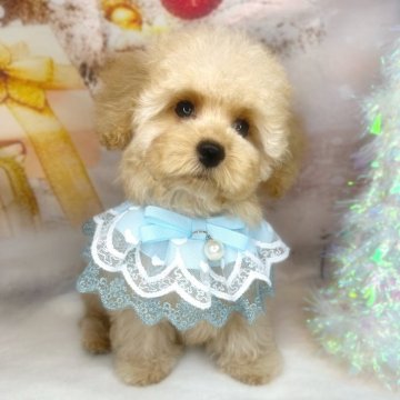 ティーカッププードル【埼玉県・男の子・2025年9月27日・アプリコット】の写真「ティーカップ予想💕ドワーフタイプ💕」