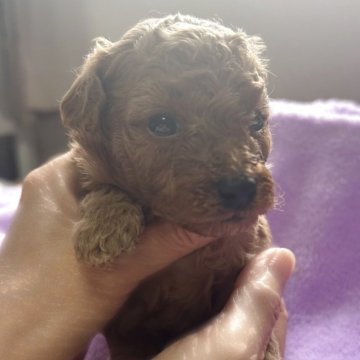 トイプードル(タイニー)【埼玉県・女の子・2025年9月27日・レッド】の写真「マイクロ〜ティーカップ予想の女の子💕」