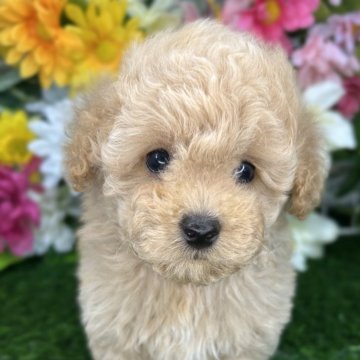 トイプードル(ティーカップ)【埼玉県・男の子・2025年9月27日・アプリコット】の写真「マイクロ〜ティーカップ予想の子💕」