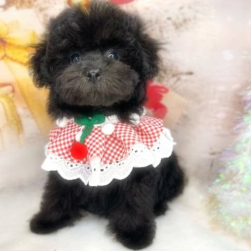 ティーカッププードル【埼玉県・女の子・2025年9月27日・ブラック】の写真「ティーカップ💕💕ブラックベビー」