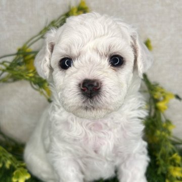 ビションフリーゼ【埼玉県・女の子・2025年9月17日・ホワイト】の写真「パパは、ミニビション💕」