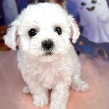 ビションフリーゼ【埼玉県・女の子・2025年9月17日・ホワイト】の写真「パパは、ミニビション💕のベビー誕生💕」