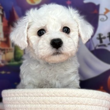 ビションフリーゼ【埼玉県・男の子・2025年9月17日・ホワイト】の写真「パパは、ミニビション💕のベビー誕生💕」