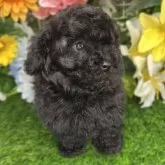 ティーカッププードル【埼玉県・男の子・2025年10月8日・ブラック、グレー】の写真2