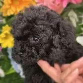 ティーカッププードル【埼玉県・男の子・2025年10月8日・ブラック、グレー】の写真3「とてもマズル短く、まん丸なお顔✨✨」