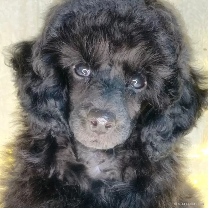 ID:2402-01305の子犬